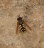 Chrysotoxum sp.